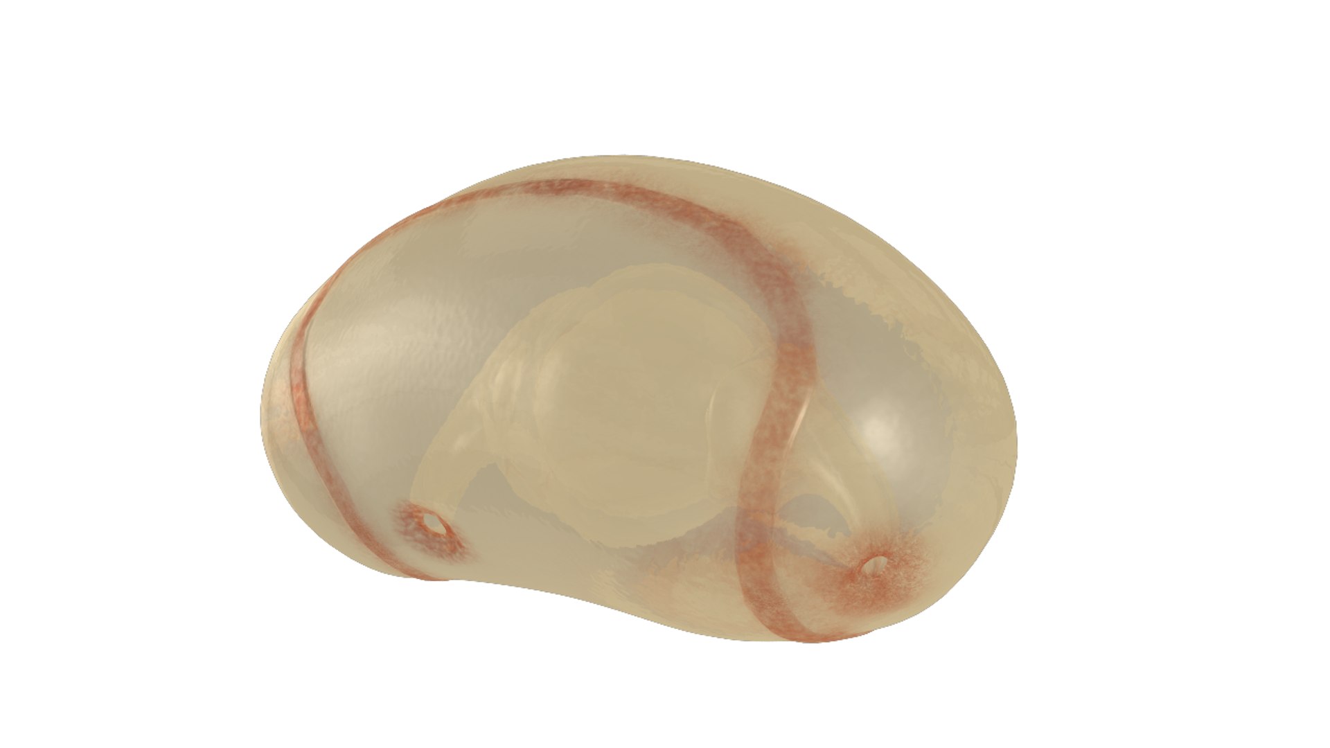dipleurula larva 3d obj https://p.turbosquid.com/ts-thumb/Wf/eKq5JC/lLoFAXCB/dipleurulalarva_03/png/1425460871/1920x1080/fit_q87/6c8833901e18d9d38735af62f83097d142438897/dipleurulalarva_03.jpg