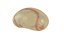 Dipleurula Larva