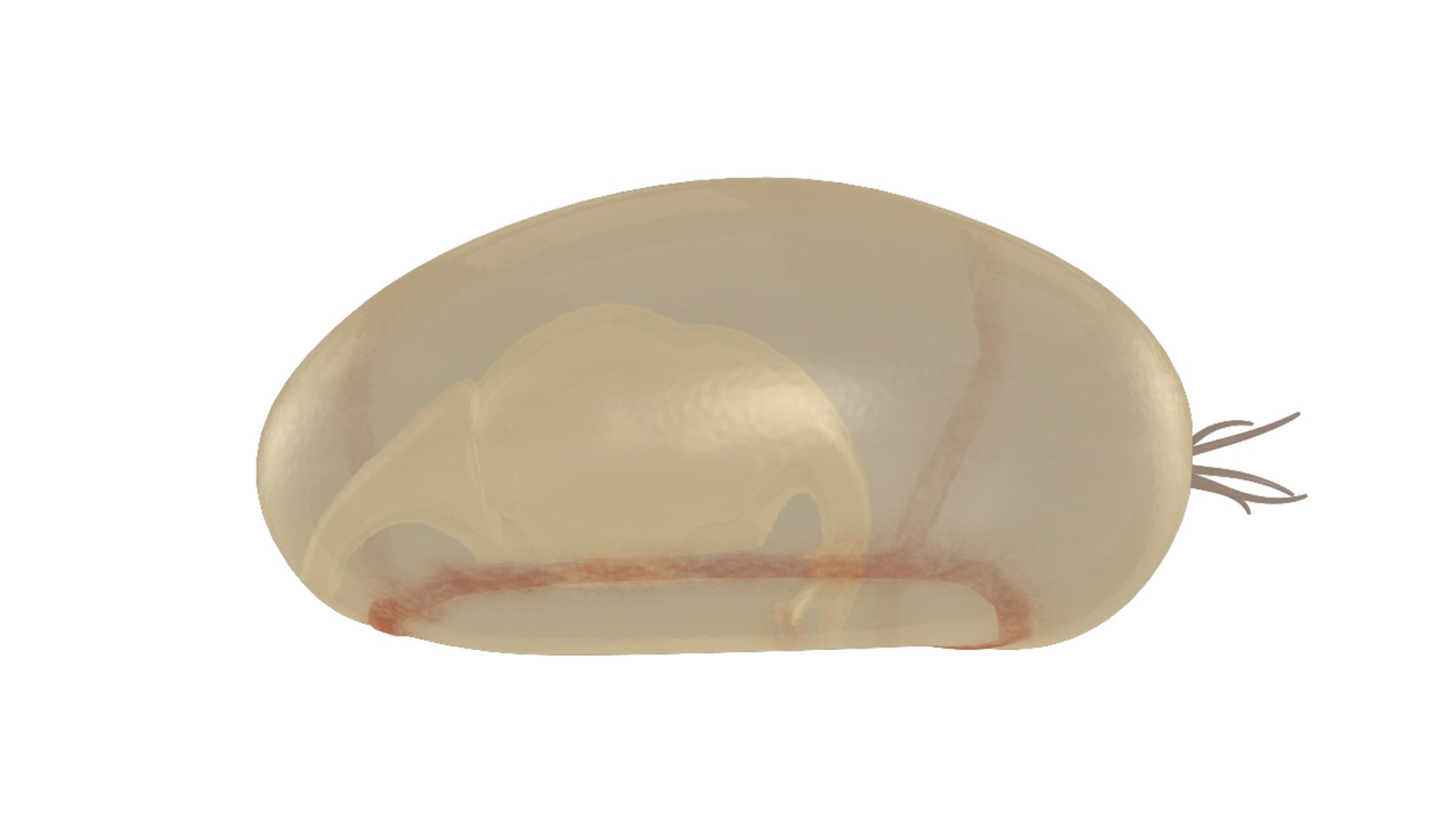 dipleurula larva 3d obj https://p.turbosquid.com/ts-thumb/Wf/eKq5JC/nwQJqi93/dipleurulalarva_04/png/1425460841/1920x1080/fit_q87/e95a58709aadb8274476d52094a23530c8b8d8c5/dipleurulalarva_04.jpg