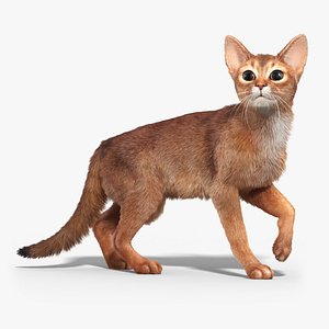 3d model abyssinian cat 2 fur