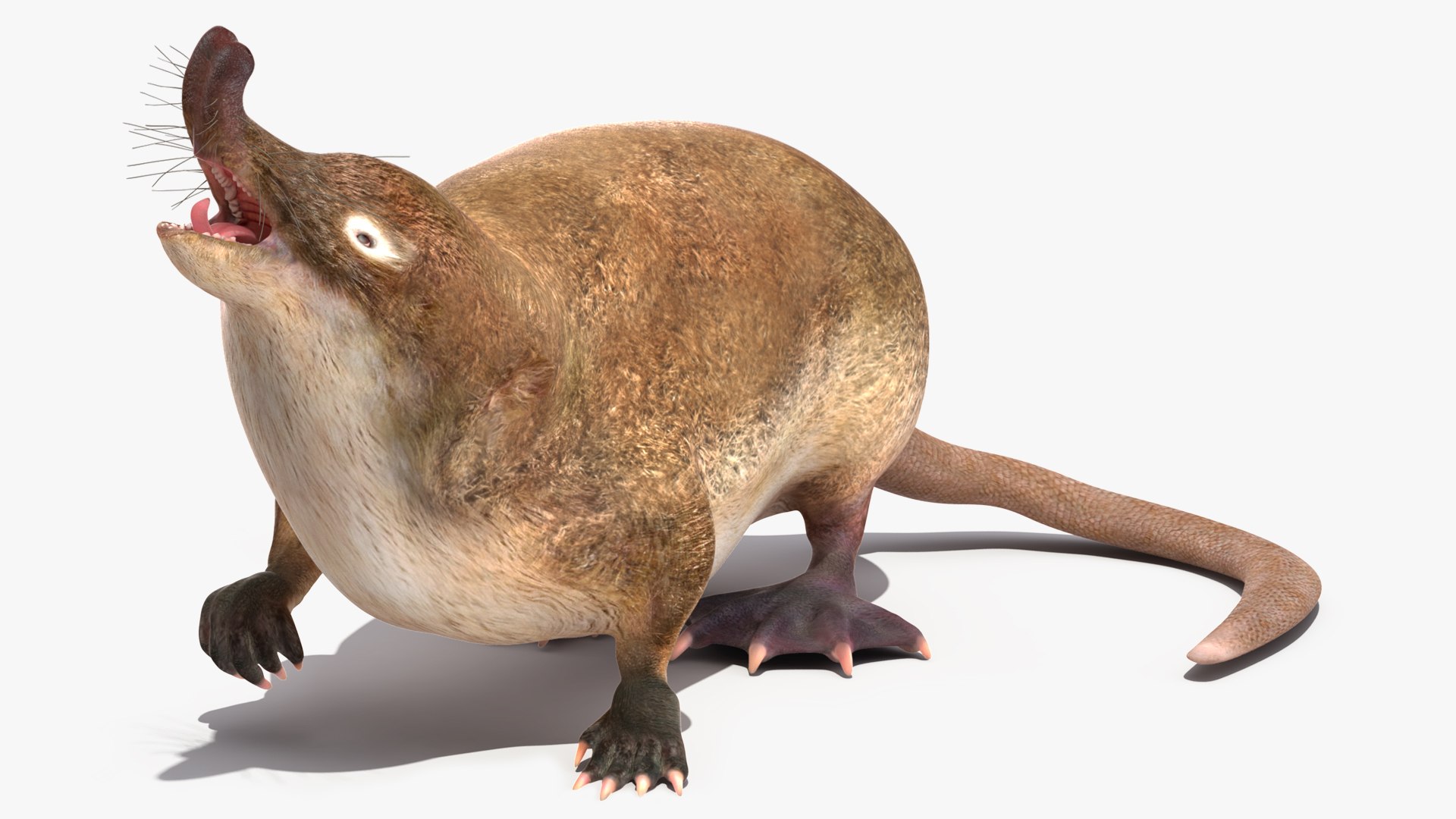 Desmana Moschata Rigged for Cinema 4D 3D model preview