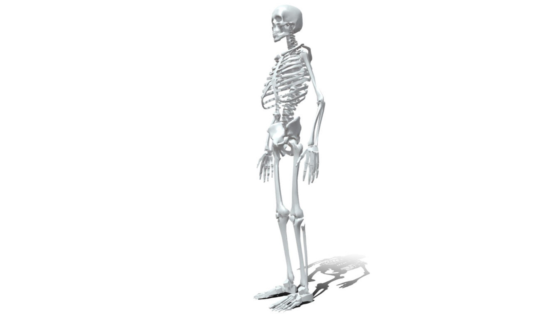 3D Human anatomy skeleton model Biology Diagrams