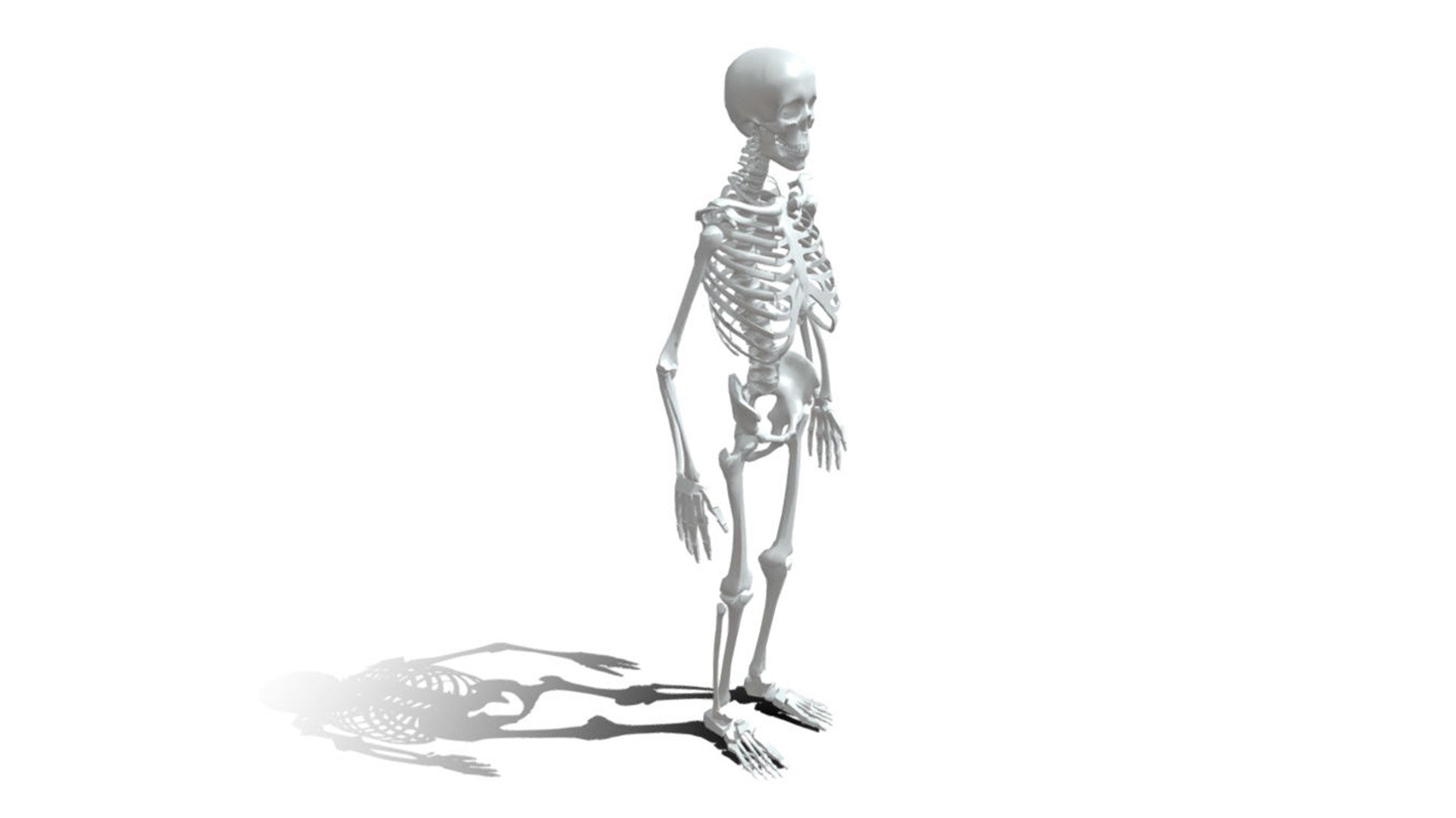 3D Human anatomy skeleton model Biology Diagrams