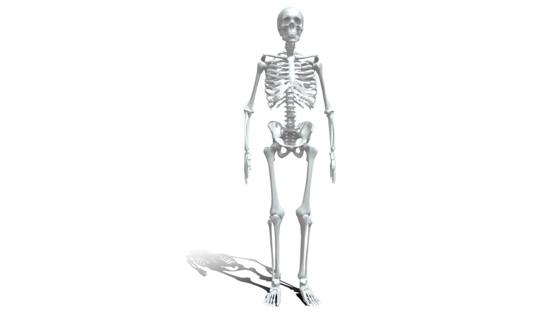3D Human anatomy skeleton model Biology Diagrams