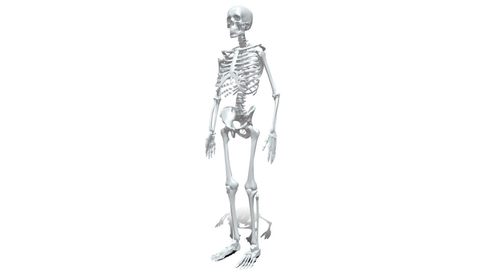 3D Human anatomy skeleton model - TurboSquid 2069431