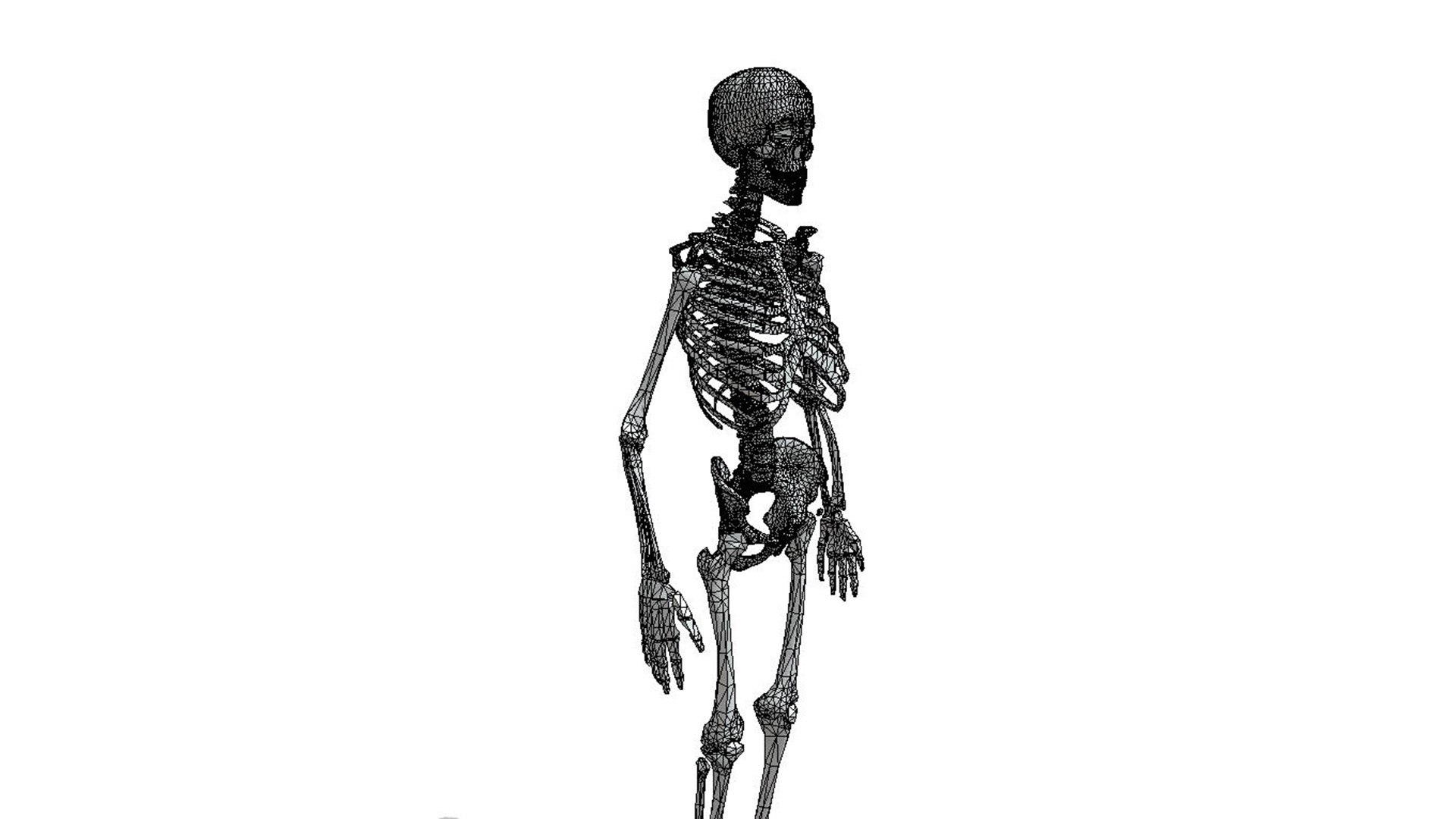 3D Human anatomy skeleton model Biology Diagrams