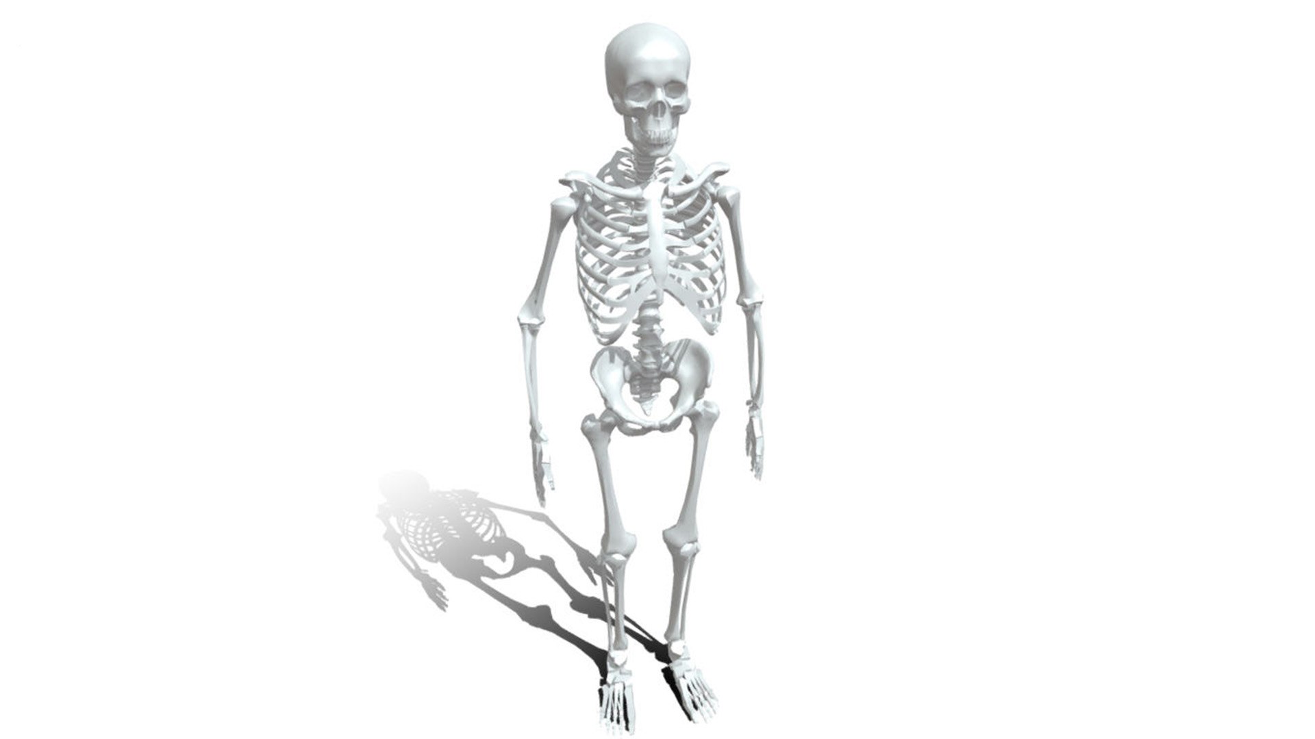 3D Human anatomy skeleton model Biology Diagrams