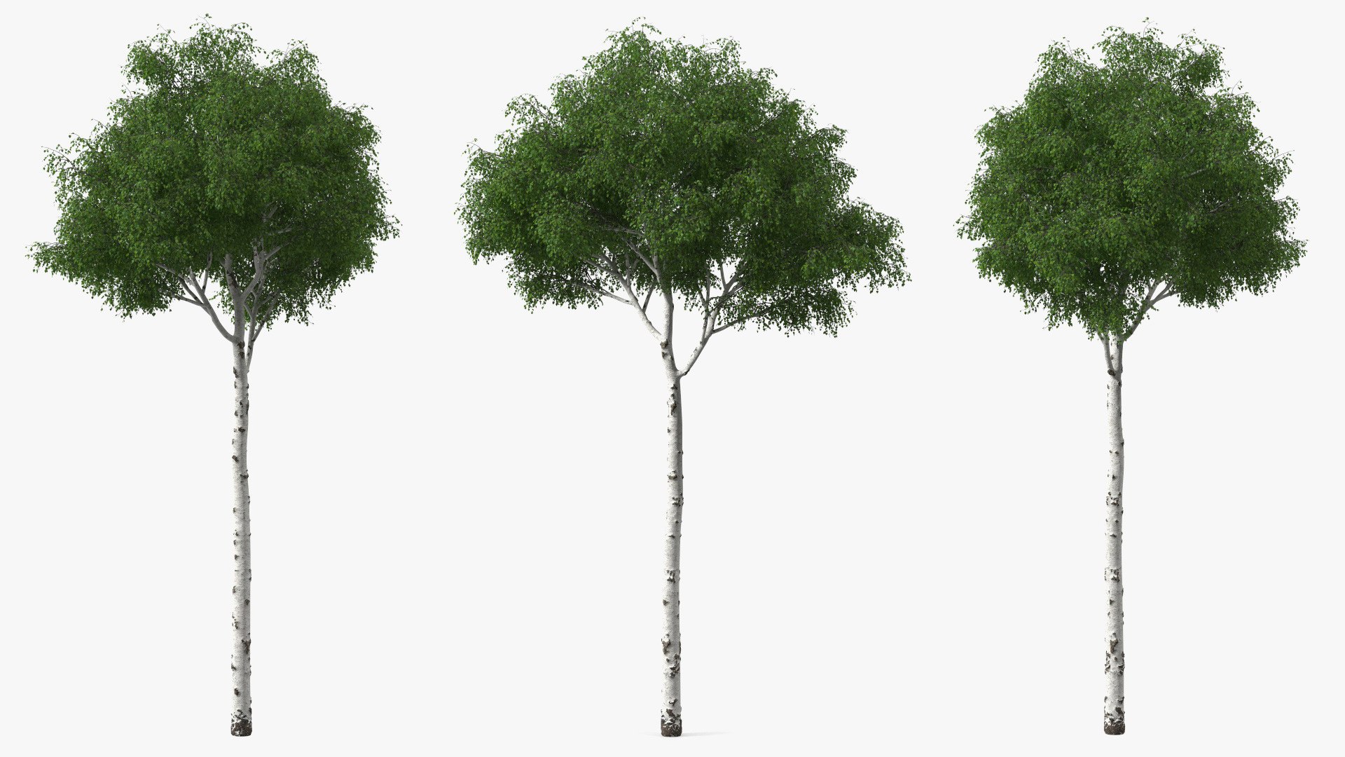 Birch Tree Green 3D model preview