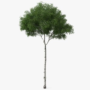 Birch Tree Green 3D model