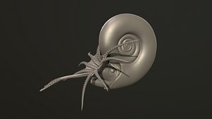 Ammonite Kachpurites fulgens 3D print model