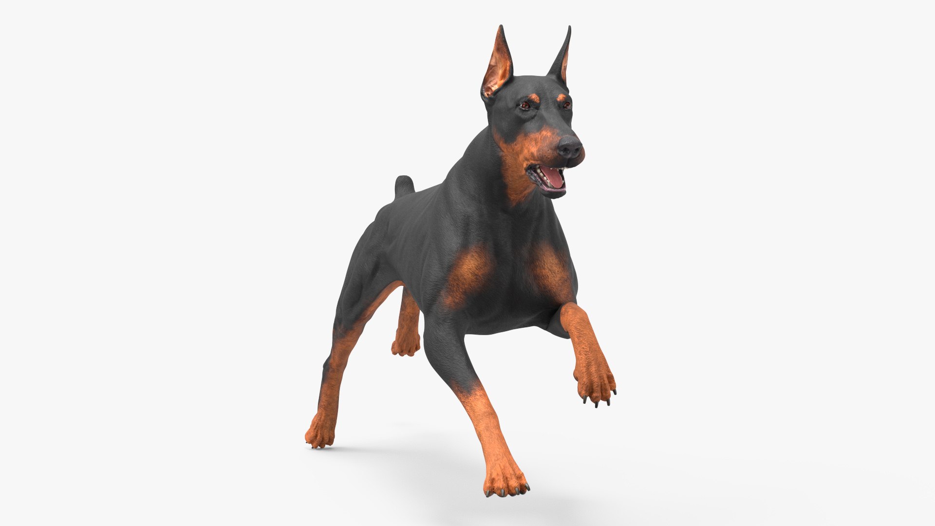 Doberman Pinscher Dog Running 3D model preview