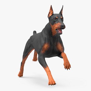 Doberman Pinscher Dog Running model