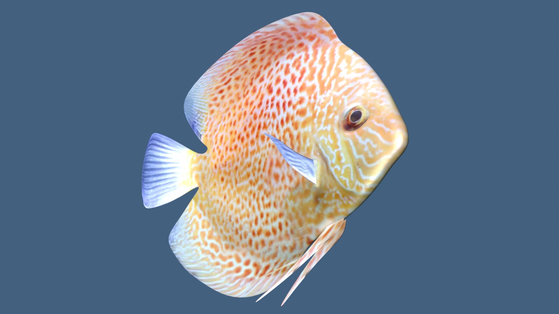 Discus 3D Model - TurboSquid 2192063