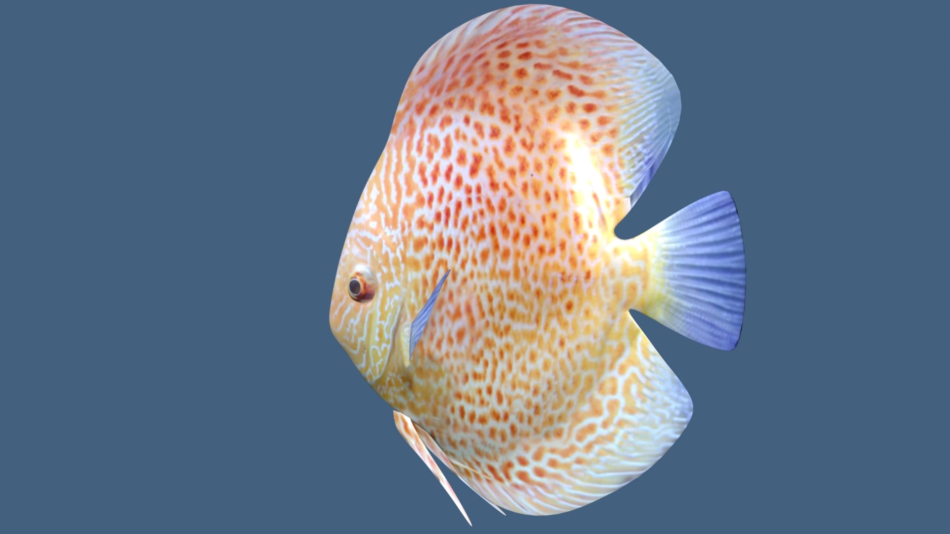 Discus 3D Model - TurboSquid 2192063