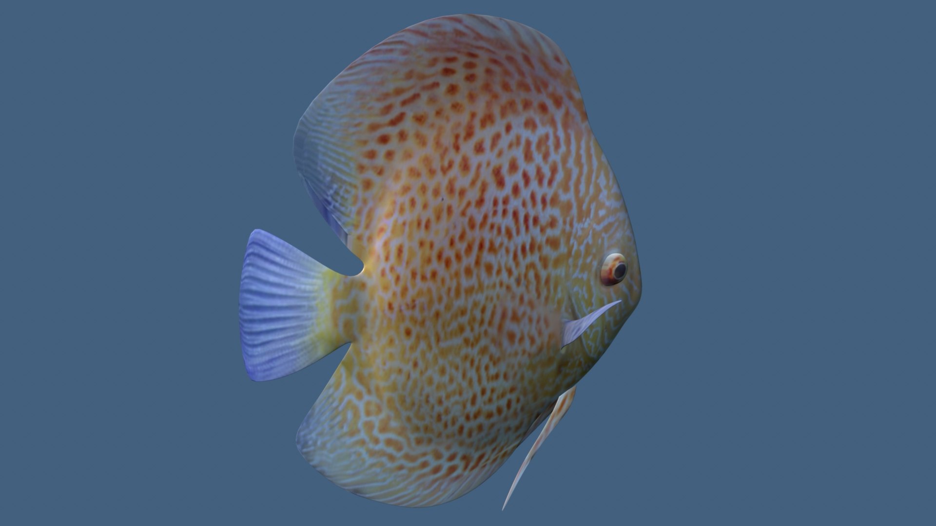 Discus 3D Model - TurboSquid 2192063