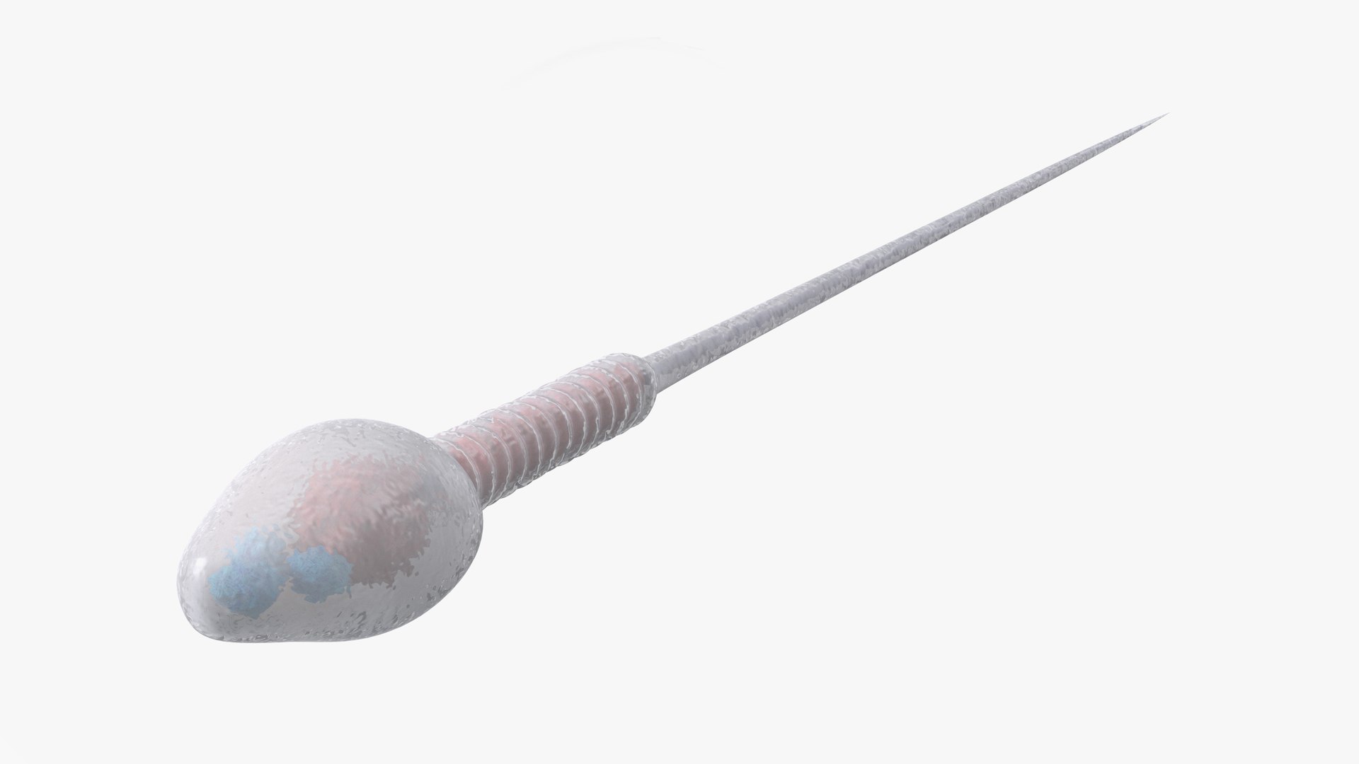 Human Sperm Cell Rigged for Cinema 4D 3D model preview