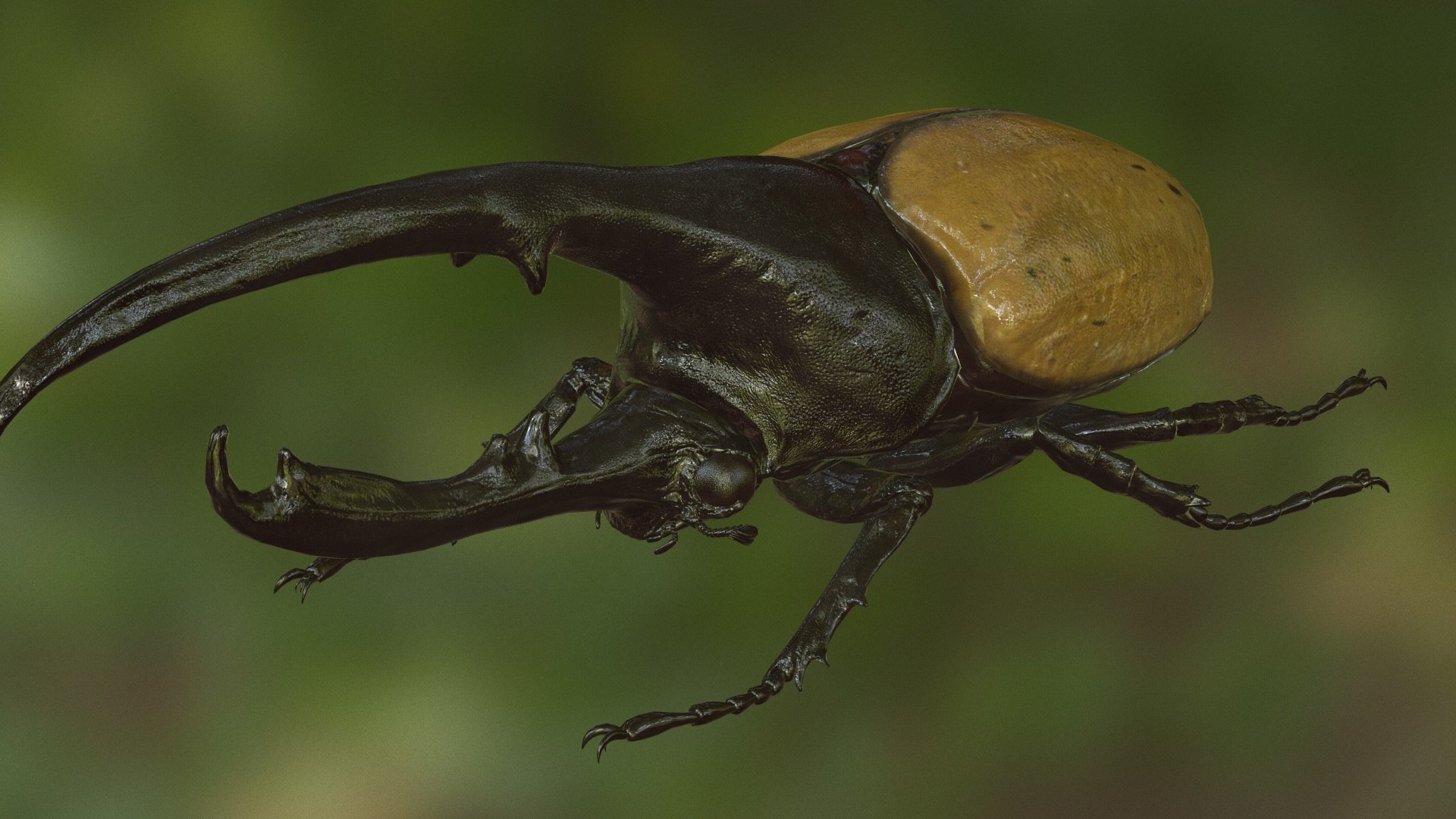 Hercules Beetle Realistic Pbr 3d Max