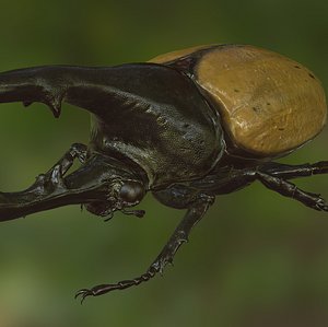 hercules beetle realistic pbr 3d max