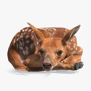 3D Resting White-Tailed Fawn Deer Fur for Cinema 4D model