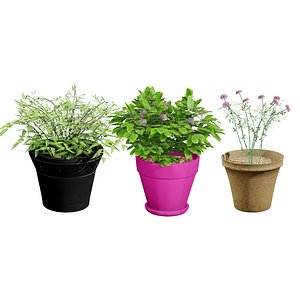 Realistic Mimosa Plant Model