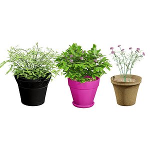 Realistic Mimosa Plant Model