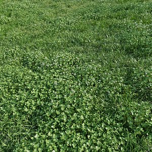 3D Animated lawn - bluegrass with clover