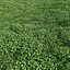 Animated lawn - bluegrass with clover
