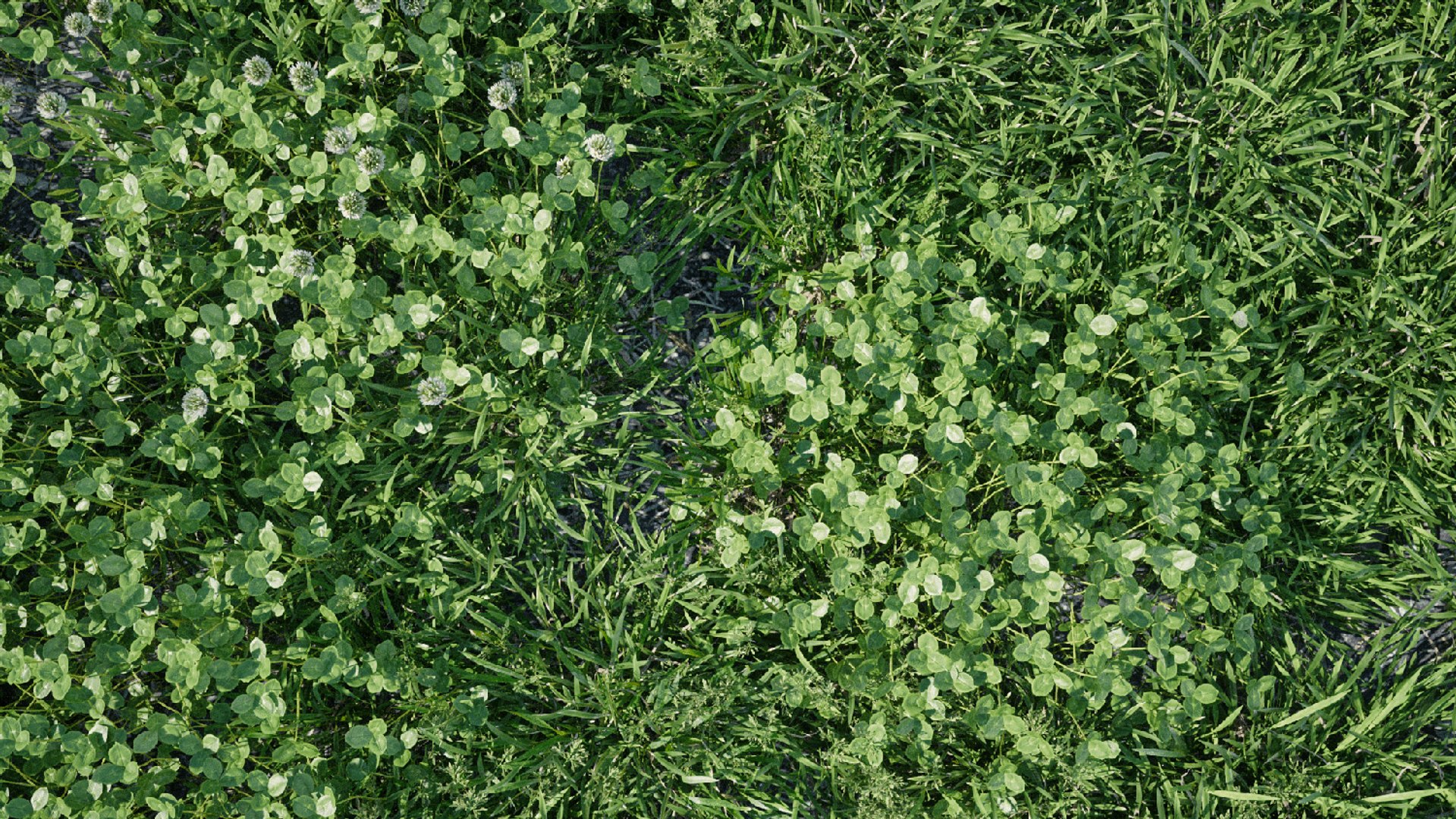 3D Animated lawn - bluegrass with clover https://p.turbosquid.com/ts-thumb/Wh/9ZL5IN/BH/poa_12/jpg/1657845123/1920x1080/fit_q87/a57d24aea9e4934434eb39c064e5b6be03c2e58e/poa_12.jpg