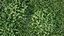 Animated lawn - bluegrass with clover