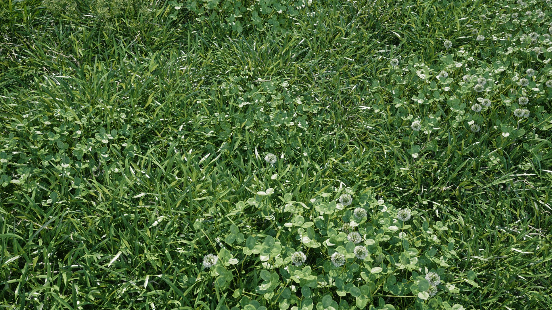 3D Animated lawn - bluegrass with clover https://p.turbosquid.com/ts-thumb/Wh/9ZL5IN/Bw/poa_16/png/1657845147/1920x1080/fit_q87/67ccc9094839791f47f67d881046d28c3f03960b/poa_16.jpg
