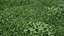 Animated lawn - bluegrass with clover
