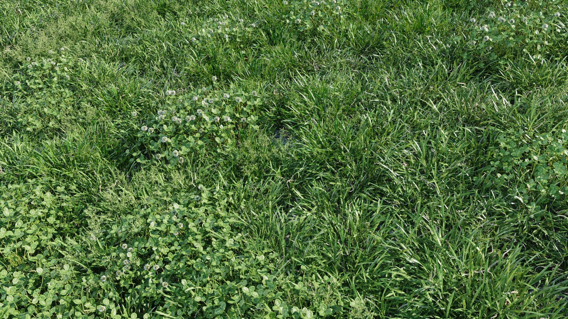 3D Animated lawn - bluegrass with clover https://p.turbosquid.com/ts-thumb/Wh/9ZL5IN/jh/poa_01/png/1657845095/1920x1080/fit_q87/50ef4109744bb74e1bb574bb6df02faf81061c25/poa_01.jpg