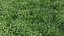 Animated lawn - bluegrass with clover