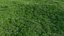 Animated lawn - bluegrass with clover
