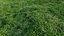 Animated lawn - bluegrass with clover