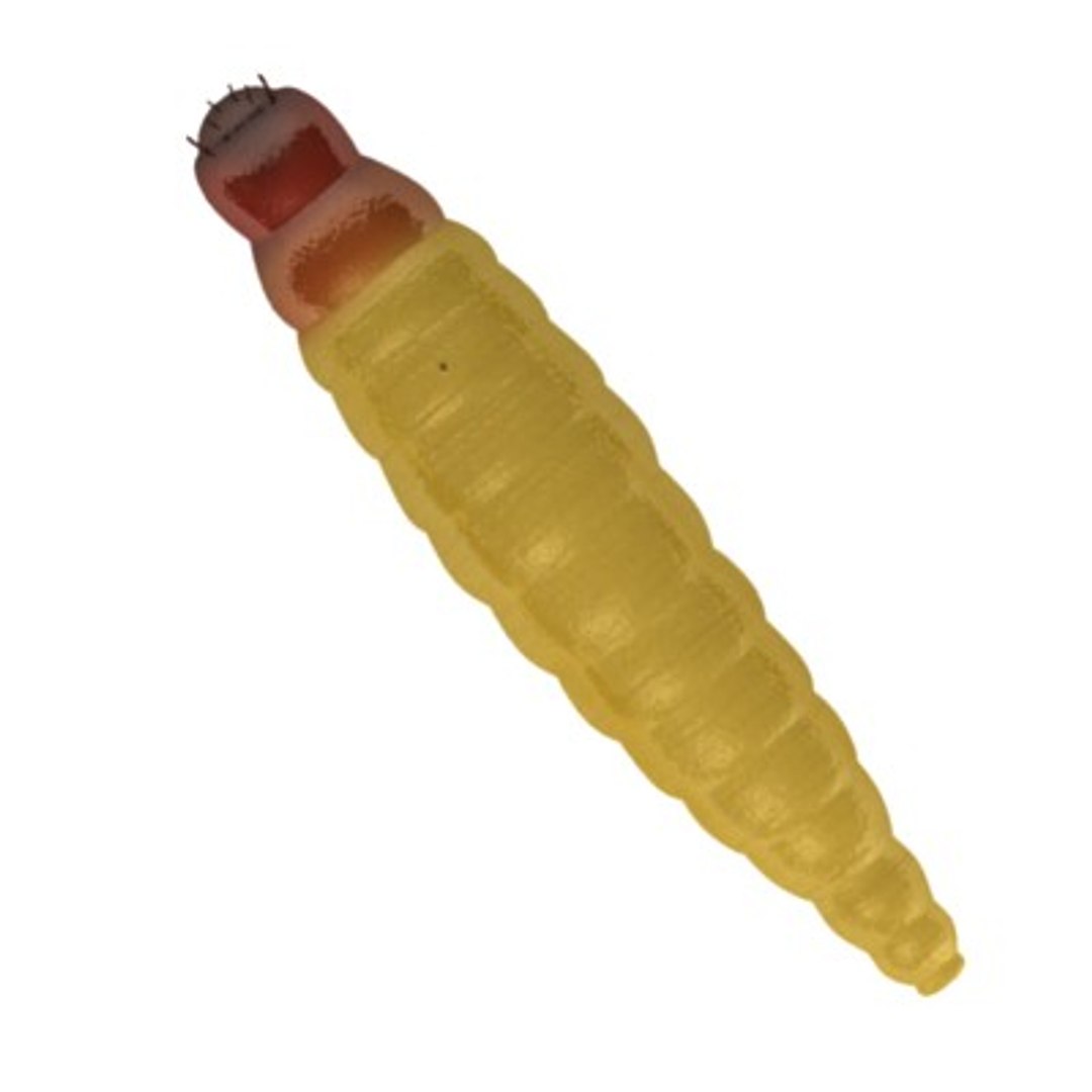 worm 3d model https://p.turbosquid.com/ts-thumb/Wh/Dqbaqa/mFhY3pEi/worm1/jpg/1282647588/1920x1080/fit_q87/50a72819259fb33a5904fd1a178df7dcbdd6ea54/worm1.jpg