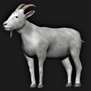 fully rigged white goat model