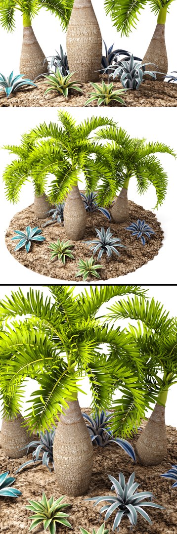 max palm hyophorbe lagenicaulis https://p.turbosquid.com/ts-thumb/Wh/Ww31f6/0qo322za/palmset06/jpg/1487193582/1920x1080/fit_q87/d1c6bdc5323e22a619ab1e5a57e2f6117a336db4/palmset06.jpg