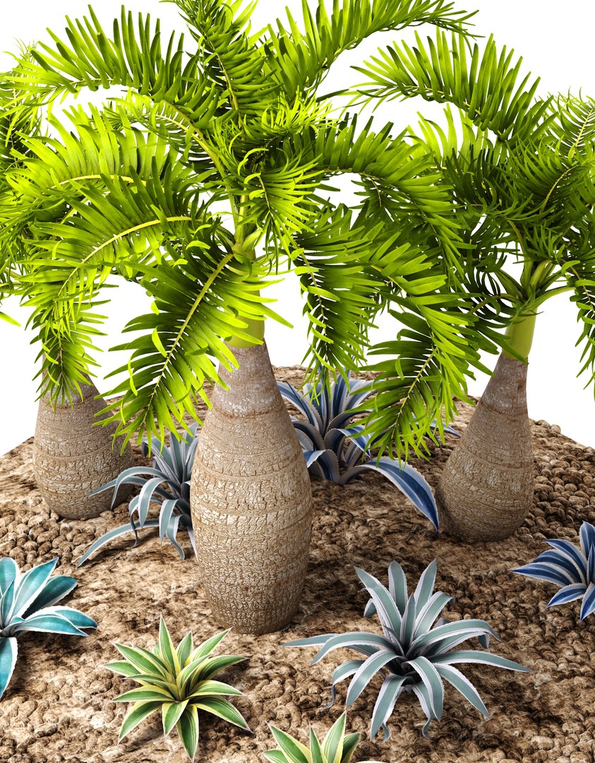 max palm hyophorbe lagenicaulis https://p.turbosquid.com/ts-thumb/Wh/Ww31f6/42bkH237/palmset05/jpg/1487193582/1920x1080/fit_q87/a225b9ff262fe2f1efcfa0110eb47a14106fd3f5/palmset05.jpg