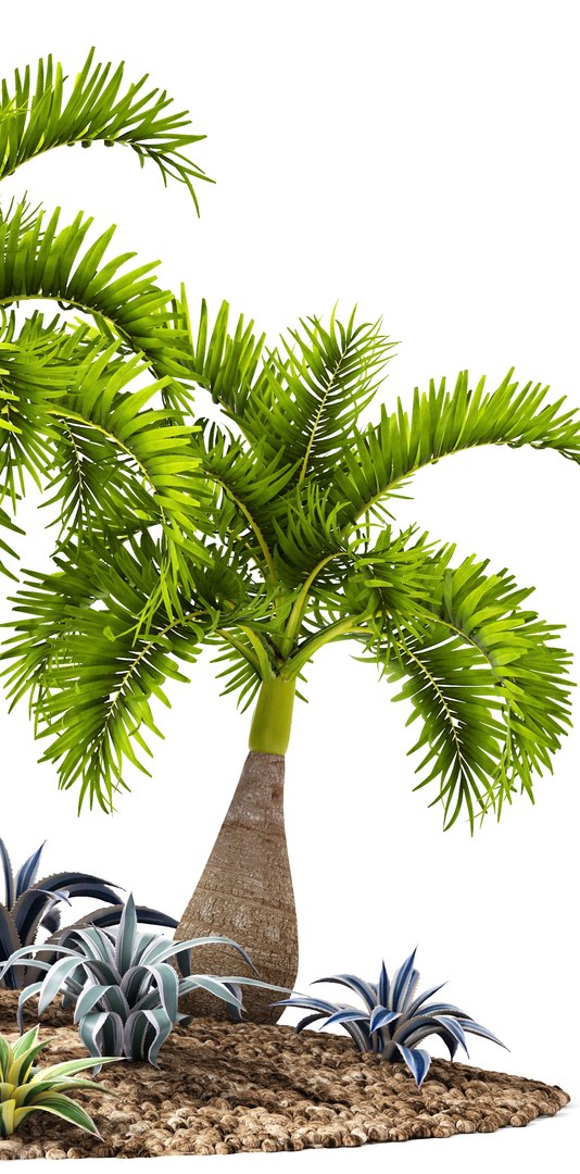 max palm hyophorbe lagenicaulis https://p.turbosquid.com/ts-thumb/Wh/Ww31f6/BOxccOEU/palmset02/jpg/1487193582/1920x1080/fit_q87/08edcffbb39d8921a998f82a146f42d3796761cc/palmset02.jpg