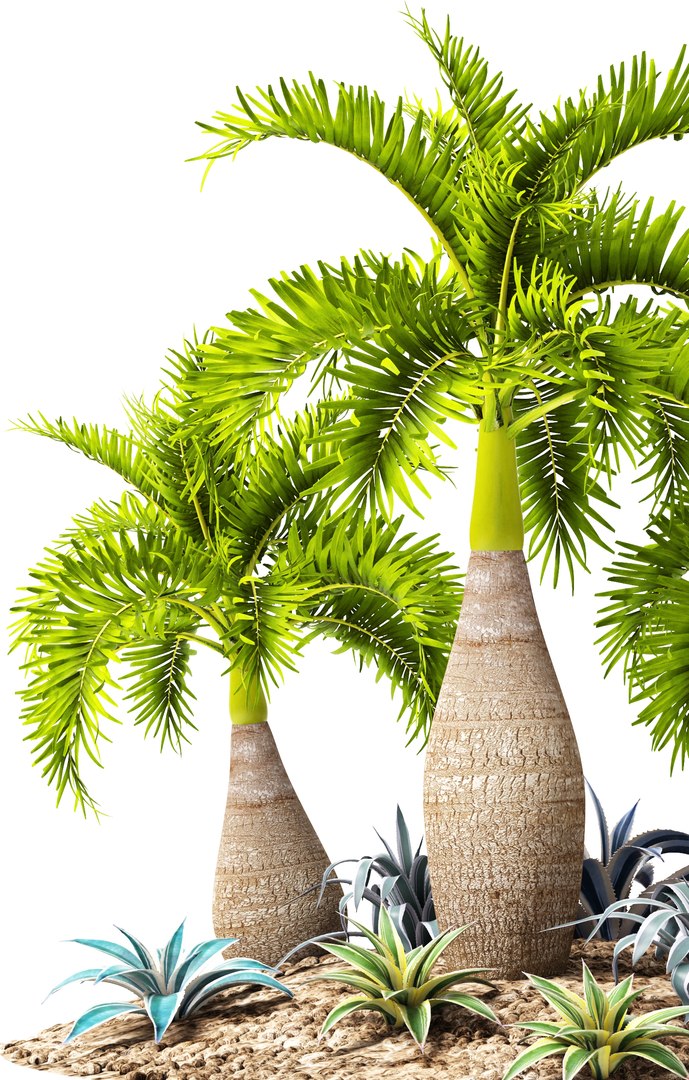 max palm hyophorbe lagenicaulis https://p.turbosquid.com/ts-thumb/Wh/Ww31f6/R5fyeTOr/palmset01/jpg/1487193582/1920x1080/fit_q87/c37741ac7e09bcdc704eb4a5c76b27f98767e725/palmset01.jpg