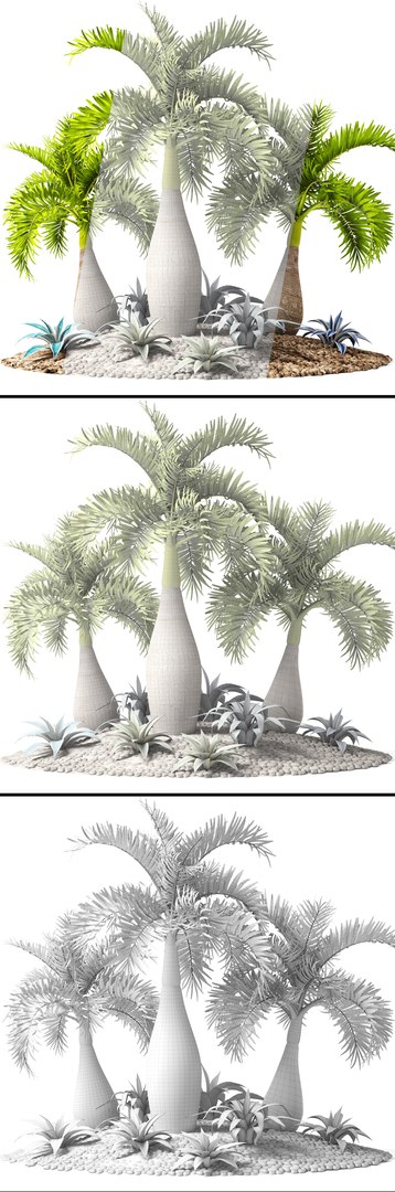 max palm hyophorbe lagenicaulis https://p.turbosquid.com/ts-thumb/Wh/Ww31f6/kSX0WhFA/palmset11/jpg/1487193582/1920x1080/fit_q87/82a71b9cd91be183708e29653df9cb0b430bb0f6/palmset11.jpg