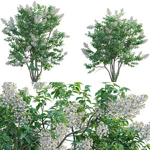 Syringa vulgaris - Common Lilac 03 3D model