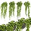 Collection plant vol 454 - pothos - ampelous - hanging - 3dsmax - cinema 4d
