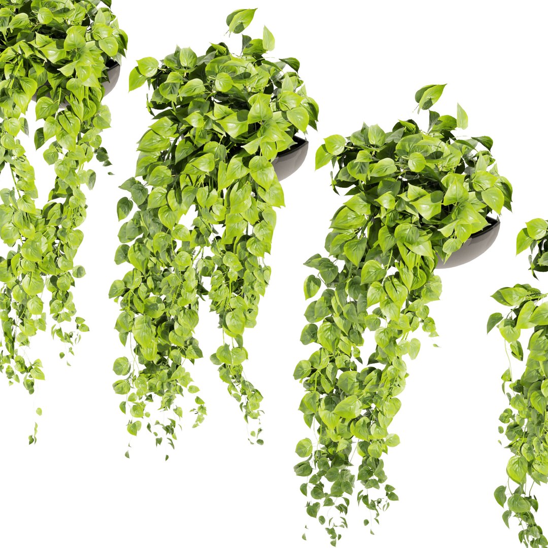 3D model Collection plant vol 454 - pothos - ampelous - hanging - 3dsmax - cinema 4d https://p.turbosquid.com/ts-thumb/Wh/p4EvgT/XH/untitled4_0002_3.jpg/jpg/1676154624/1920x1080/fit_q87/c63d8500edfac55a1b842b7bcef28f8d28da64d9/untitled4_0002_3.jpg.jpg
