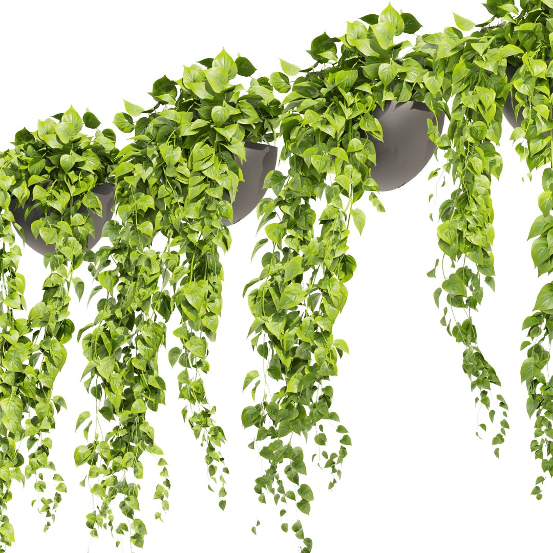 3D model Collection plant vol 454 - pothos - ampelous - hanging - 3dsmax - cinema 4d https://p.turbosquid.com/ts-thumb/Wh/p4EvgT/hN/untitled4_0003_4.jpg/jpg/1676154618/1920x1080/fit_q87/ea34e694f7043bc8828d4f692b9e6f9aa02db1c3/untitled4_0003_4.jpg.jpg