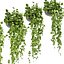 Collection plant vol 454 - pothos - ampelous - hanging - 3dsmax - cinema 4d