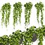 Collection plant vol 454 - pothos - ampelous - hanging - 3dsmax - cinema 4d