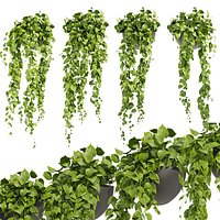 Collection plant vol 454 - pothos - ampelous - hanging - 3dsmax - cinema 4d