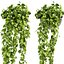 Collection plant vol 454 - pothos - ampelous - hanging - 3dsmax - cinema 4d